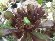 ファイル 2324-2.jpg