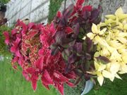 ファイル 2328-1.jpg