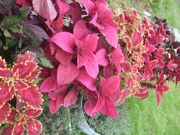 ファイル 2328-2.jpg