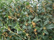 ファイル 2330-1.jpg