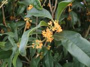 ファイル 2330-2.jpg