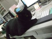 ファイル 2336-1.jpg