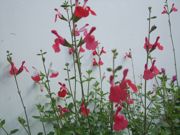 ファイル 2337-1.jpg