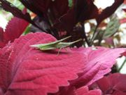 ファイル 2338-1.jpg