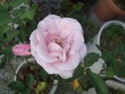 ファイル 2339-1.jpg