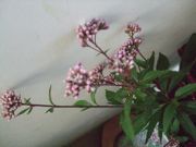 ファイル 2340-1.jpg