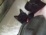 ファイル 2341-4.jpg