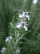 ファイル 2342-1.jpg