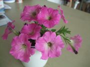 ファイル 2343-1.jpg