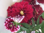 ファイル 2344-1.jpg