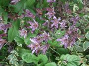 ファイル 2345-1.jpg