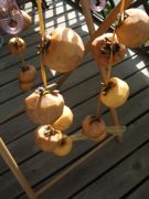 ファイル 2347-1.jpg