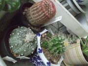 ファイル 2348-1.jpg