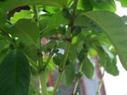 ファイル 2349-1.jpg