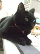 ファイル 2350-1.jpg