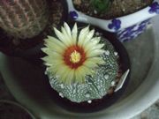 ファイル 2354-1.jpg