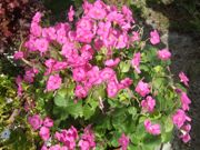 ファイル 2355-1.jpg