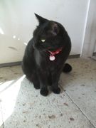 ファイル 2356-2.jpg