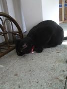 ファイル 2356-3.jpg