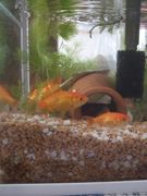 ファイル 2358-2.jpg