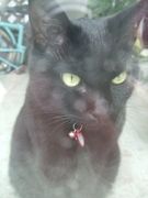 ファイル 2363-1.jpg