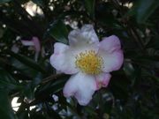 ファイル 2367-1.jpg