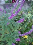 ファイル 2368-1.jpg