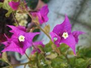 ファイル 2369-1.jpg