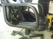 ファイル 2372-1.jpg