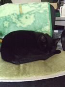 ファイル 2376-1.jpg