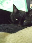 ファイル 2376-2.jpg