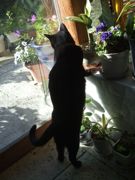 ファイル 2376-3.jpg