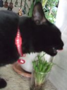 ファイル 2376-4.jpg