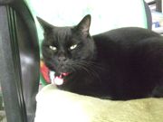 ファイル 2378-1.jpg