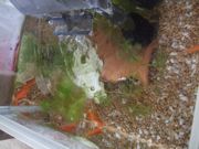 ファイル 2380-1.jpg