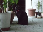 ファイル 2384-1.jpg