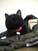 ファイル 2403-1.jpg