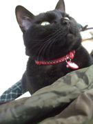 ファイル 2403-3.jpg