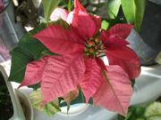 ファイル 2404-1.jpg