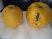 ファイル 2406-1.jpg