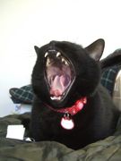 ファイル 2409-1.jpg