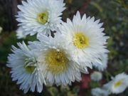 ファイル 2411-1.jpg