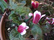 ファイル 2412-1.jpg