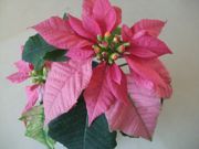 ファイル 2413-1.jpg