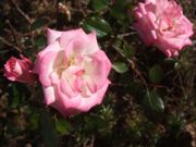 ファイル 2416-1.jpg