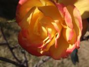 ファイル 2416-2.jpg