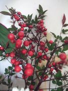 ファイル 2420-1.jpg