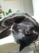 ファイル 2422-1.jpg