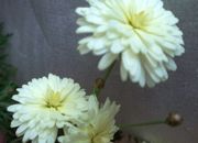 ファイル 2423-1.jpg