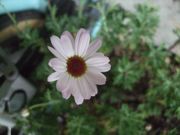 ファイル 2437-1.jpg